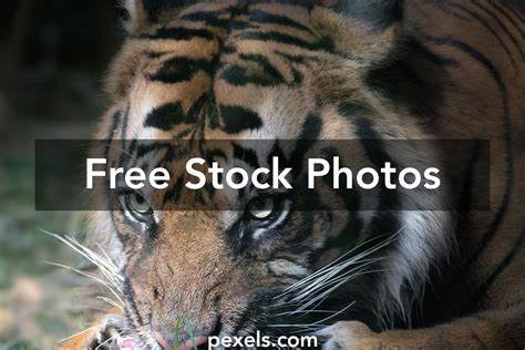 Tiger Eating Meat Photos, Download The BEST Free Tiger Eating Meat Stock Photos & HD Images