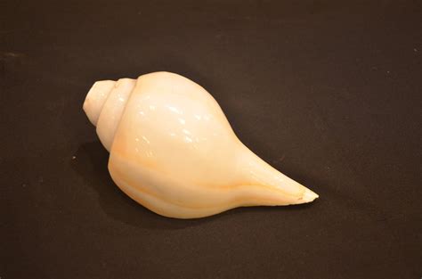 Shell Shankh Pooja Shankha Sound Healing Pooja Shankh Loud - Etsy