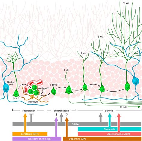 Neurogenesis