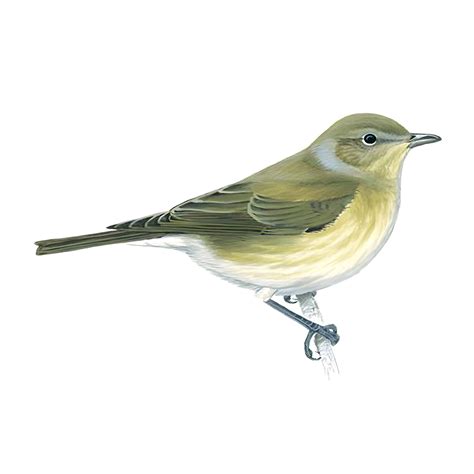 Warblers Uk Grasshopper Warbler Bird Facts (Locustella Naevia)