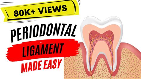 Periodontal Ligament Youtube