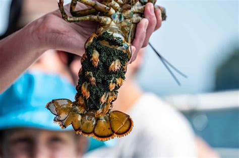 Baby Lobster: 7 Pictures and 7 Incredible Facts - A-Z Animals