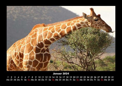 Tobias Becker Giraffen 2024 Fotokalender DIN A3 Kalender Jpc