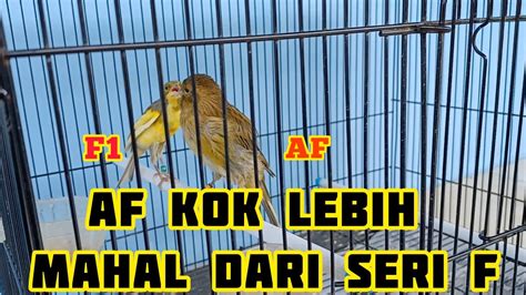 Kenari AF Lebih Mahal Dari Kenari Seri F Penjelasan Kenari AF