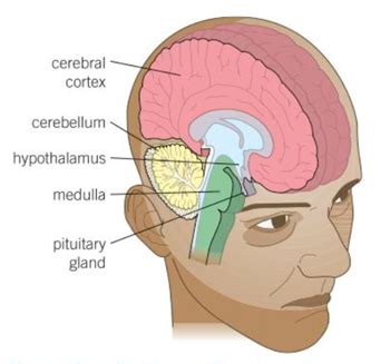 Biology Homeostasis Hormonal Coordination In Humans The Human