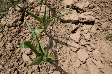 Confagricoltura Siccità e alluvioni provocano danni enormi