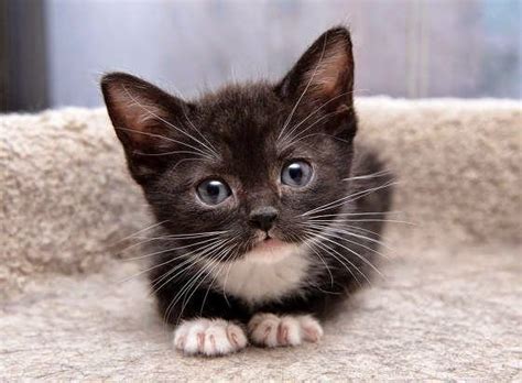 Black Cats With White Paws And Nose