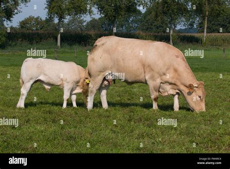 Vache noire et veau Banque de photographies et dimages à haute