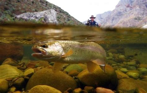 Stunning Photographs Of Life Above And Below Water 50 Pics