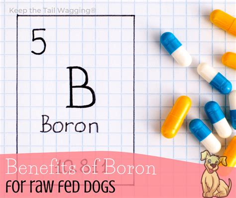 Benefits Of Boron For Raw Fed Dogs K9 Pie