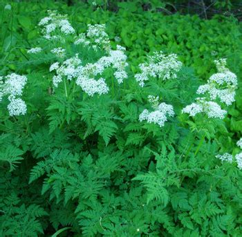 Sweet Cicely (Myrrhis odorata), packet of 10 seeds, organic | Strictly ...