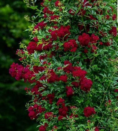 Domino Climbing Rose Triple Tree Nurseryland