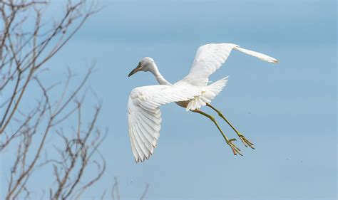 Snowy Egret In Flight Photograph By Morey Gers Pixels