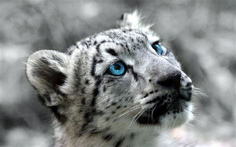 Mac Os X Snow Leopard Wallpaper HD 60 Images