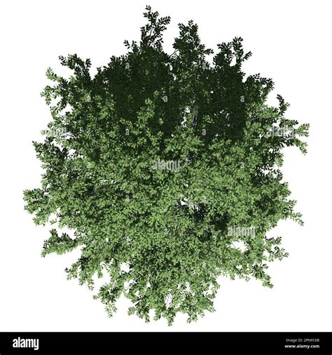 Black Gum Tree Hi Res Stock Photography And Images Alamy