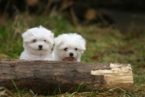 The Best Maltese Puppies Photos 2014 Cute And Funny Pictures Of