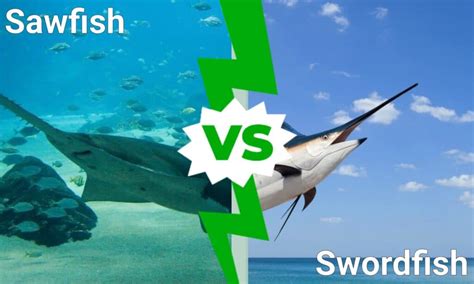 Sawfish vs. Swordfish: 7 Key Differences Between These Fish - A-Z Animals