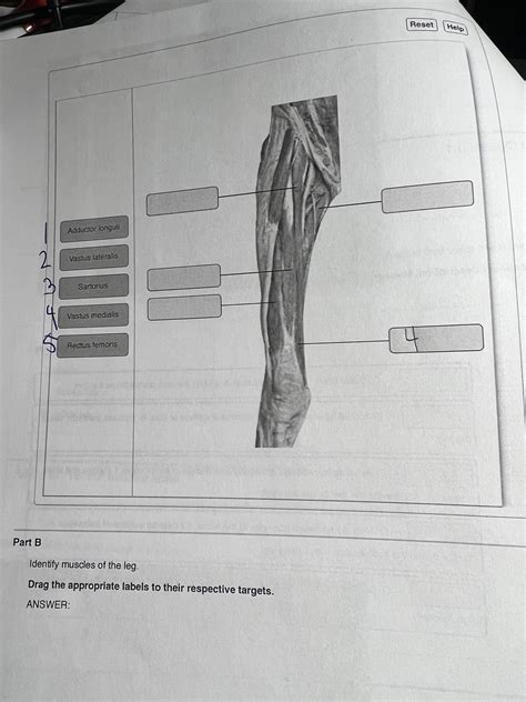 Solved Identify Muscles Of The Leg Drag The Appropriate Chegg