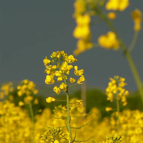 Mustard seed: Rabi harvesting season | agribazaar