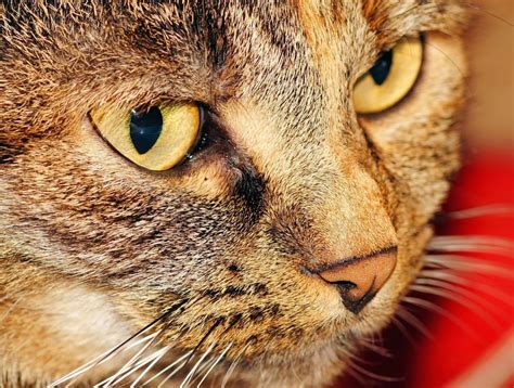 Free picture: cat, eye, cute, portrait, animal, fur, kitten, pet, whisker