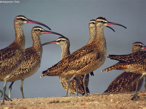 Zarapito Trinador Whimbrel Numenius Phaeopus