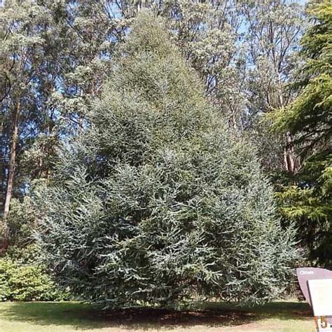 Cedrus Atlantica Glauca Blue Atlas Cedar Conifer