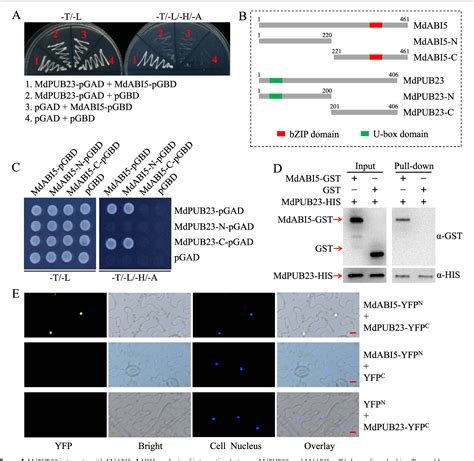 Figure From Apple E Ligase Mdpub Mediates Ubiquitin Dependent