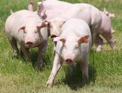 Little Pink Growing Piglets Grazing On Rural Pig Farm Stock Photo