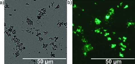 Bright Field A And Fluorescence B Microscopy Images Of Mil A