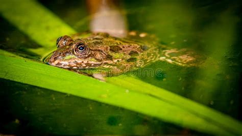 One Pool Frog Is Swimming In The Vegetation Area Pelophylax Lessonae