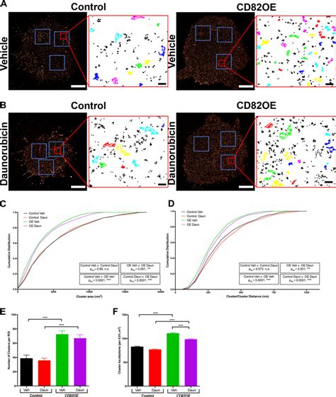 Cd Expression Alters Integrin Membrane Clustering Representative