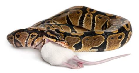 Guide To Ball Python Food (What They Eat & Diet Requirements)