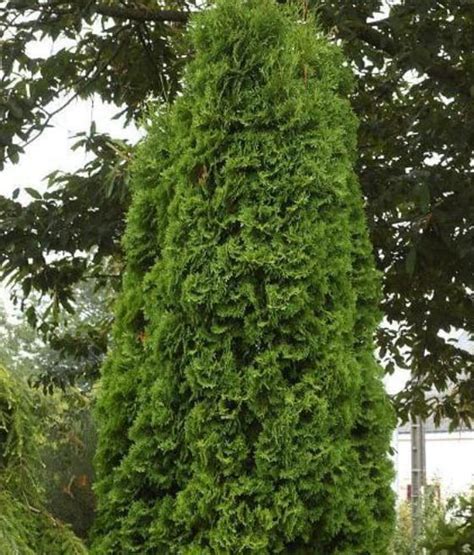 THUJA TUJA PYRAMIDALIS COMPACTA W DONICY Drzewka Faworytka Pl