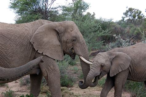 Namibia Gajah Safari Foto Gratis Di Pixabay Pixabay