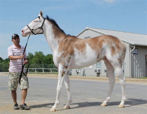 Rare Dual Registered Thoroughbred-Paint to Race at Evangeline Downs ...