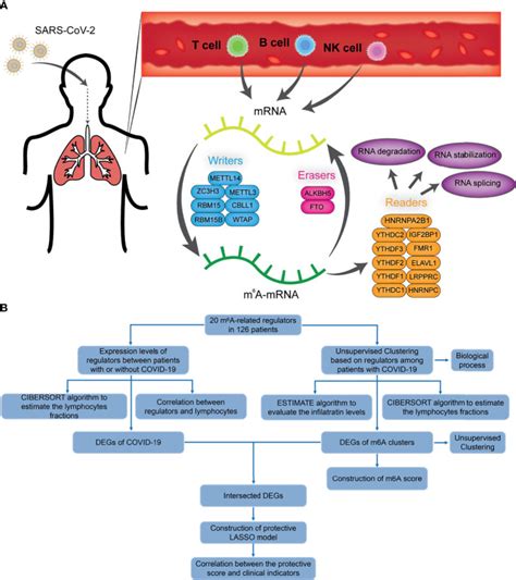 M6a Regulator Mediated Methylation Modification Patterns And