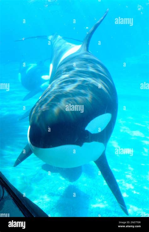 A Killer Whale Peers Through A Window At An Underwater Viewing Area Of