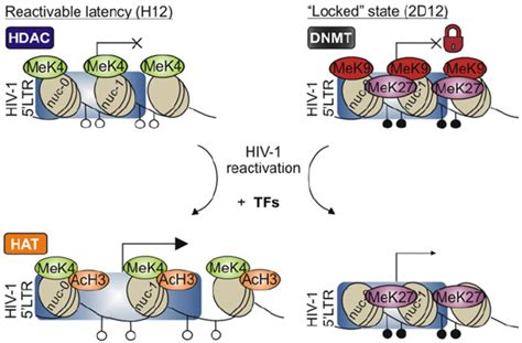 Two Step Model Of Epigenetic Control Of Hiv Latency In The State Of