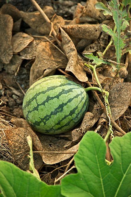 Citrullus lanatus | Wiki | Everipedia