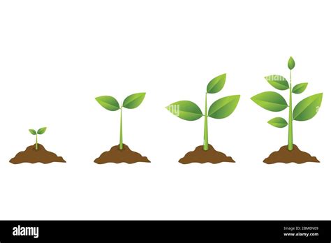 Processus De Croissance De Lusine Infographie Sur Les Arbres De