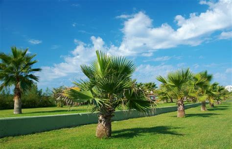 Beauty Palm Trees In Antalya Stock Photo Image Of Travel Resort