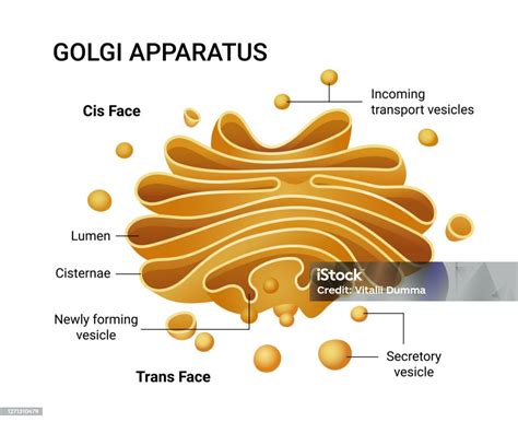 Ilustrasi Struktur Aparat Golgi Infografis Vektor Ilustrasi Stok
