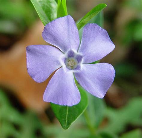 Common Periwinkle Vinca Minor L