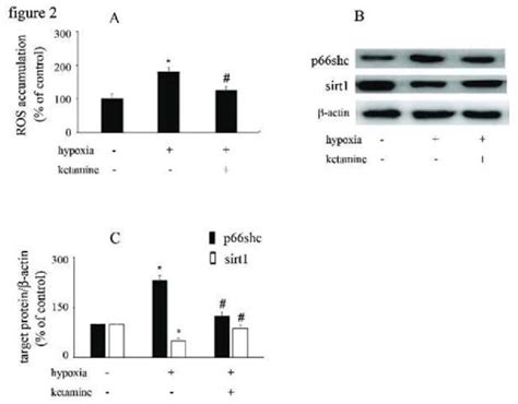 The Effects Of Ketamine On P66shc And Sirt1 Expression In Download Scientific Diagram