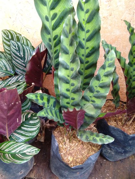 Jual Calathea Ekor Merak Calathea Lancofoila Tanaman Hias Shopee