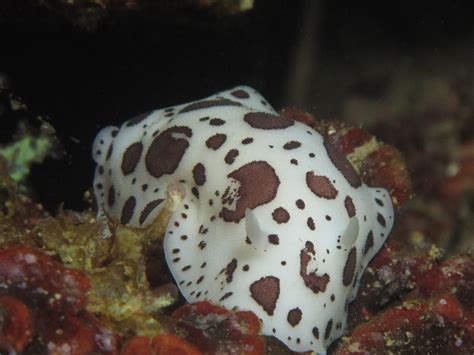 Iluminación Profunda Nudibranquio Peltodoris atromaculata Nudibranch