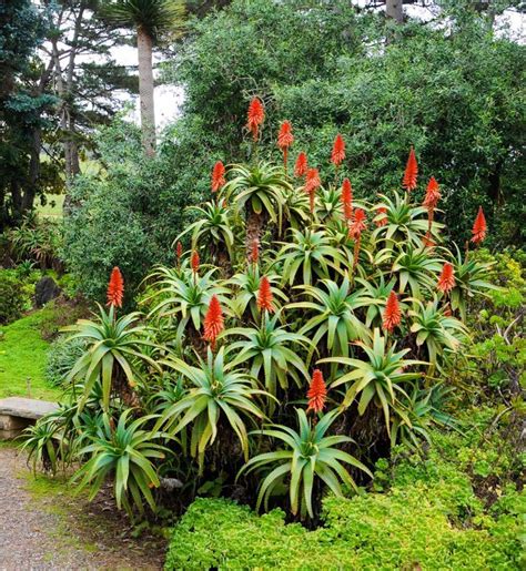 Name Aloe Arborescens Range Se Africa Height M Garden