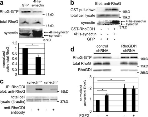 Synectin And RhoGDI1 Are Required For RhoG Suppression At Baseline A