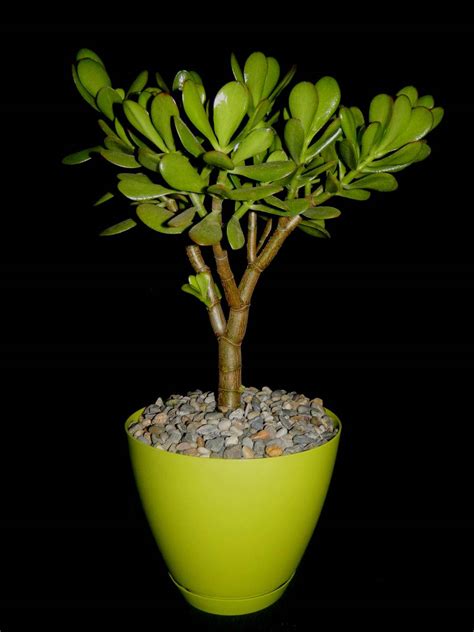 Crassula Ovata Jade Plant Money Tree World Of Succulents