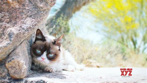 Internet Sensation Grumpy Cat Passes Away Social News Xyz